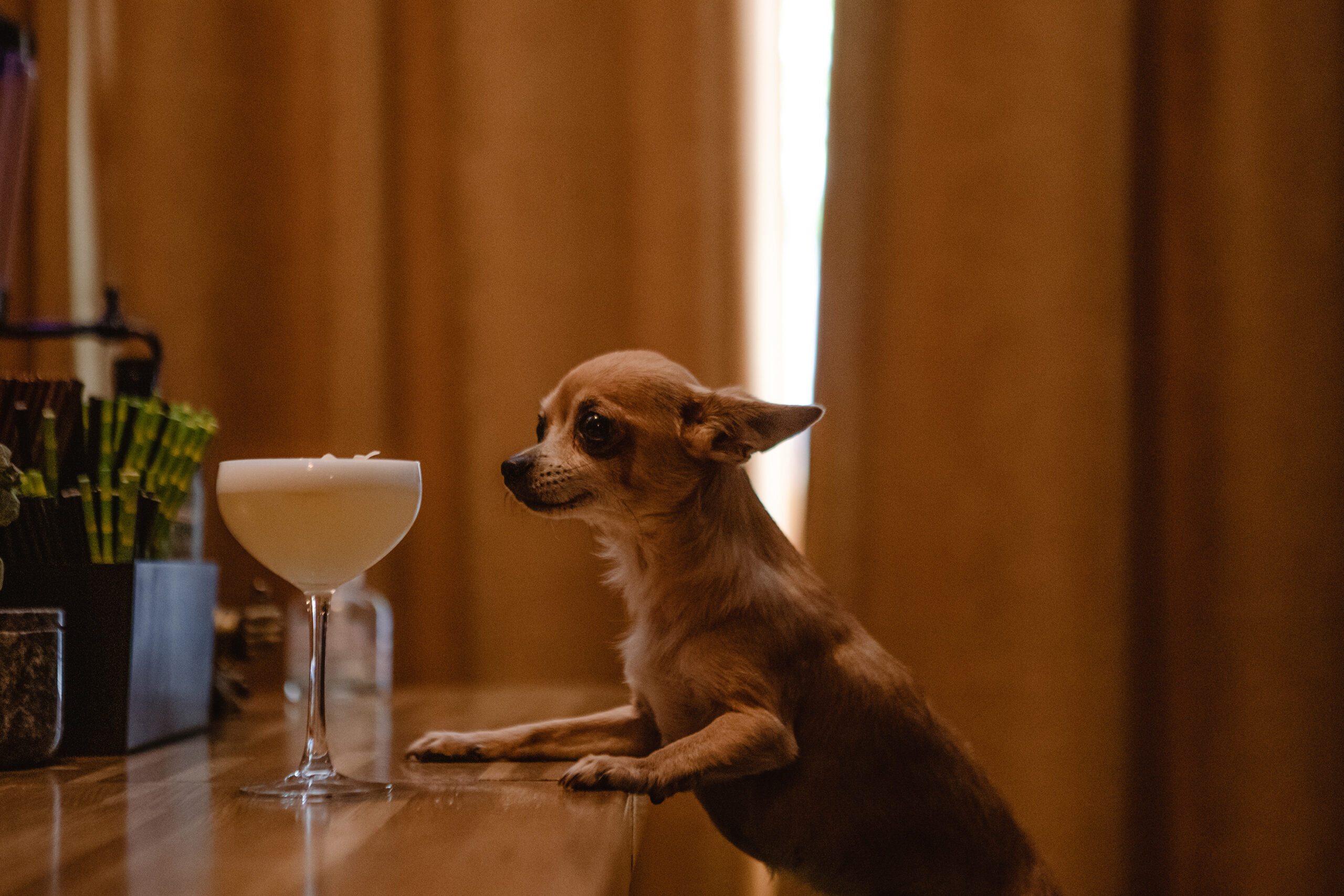 dog with cocktail